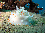 Nudibranch