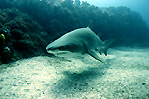 Grey Nurse Shark I