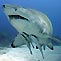 Grey Nurse Shark II