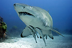 Grey Nurse Shark II