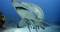 Grey Nurse Shark II