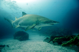 Grey Nurse Shark III