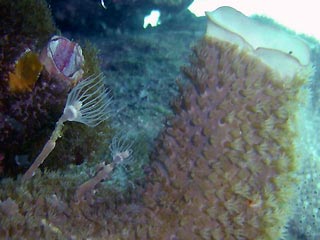 Anemone and Squirts