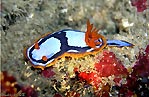 Chromodoris westraliensis