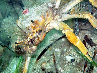 Spider Crab