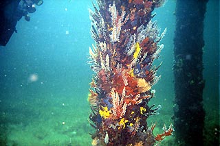 Busselton Jetty Pylon