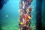 Busselton Jetty Pylon