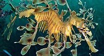 Leafy Seadragon at Rapid Bay Jetty