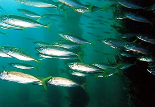 Southern Yellowtail Scad under Busselton Jetty