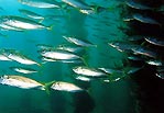 Southern Yellowtail Scad under Busselton Jetty