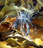 Spider Crab