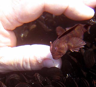 Blenny