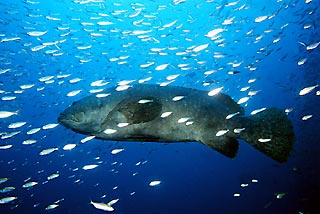 Queensland grouper