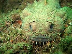 Eastern Frogfish, up close and personal.