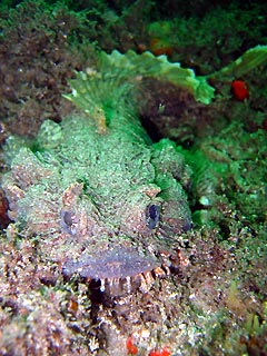 Eastern Frogfish