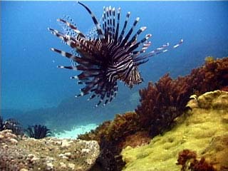 Lionfish