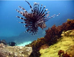 Lionfish