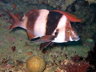 Magpie Perch