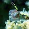 Blenny on the