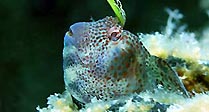 Blenny on the