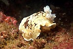 Nudibranch - Aphelodoris varia