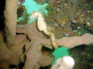 White's Seahorse II