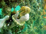 White's Seahorse III