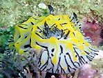 Nudibranch at Jervis Bay