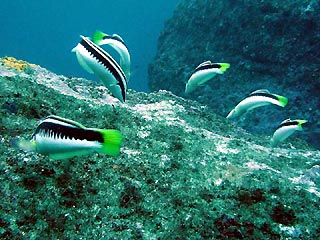 Comb Wrasse (Coris picta)