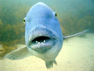 Blue Groper