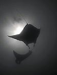 Manta Ray, Scuba Diver Australasia