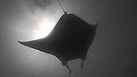 Great Manta Encounters