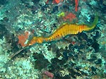 Weedy Seadragon