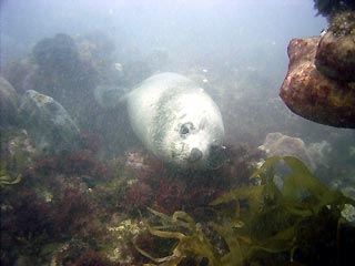 Seal at Zoo Reef