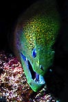 Giant Moray