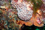 Erna's Basket star