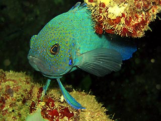 Western Blue Devil Fish