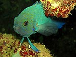 Western Blue Devil Fish