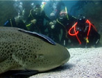 Leopard Shark, Julian Rocks at Byron Bay