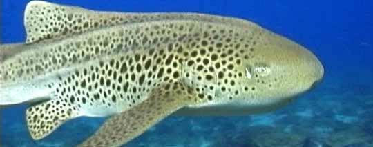 Leopard shark (Stegostoma fasciatum), Julian Rocks at Byron Bay