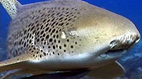 Leopard Sharks Up Close and Personal