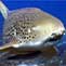 Leopard Sharks Up Close and Personal