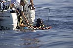 Great White Shark, Carcharodon carcharias