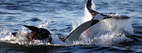 Great White Shark, Carcharodon carcharias 