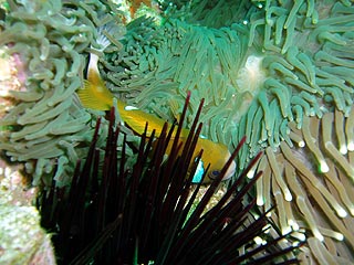 Anemone Bay II