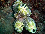 Ascidians