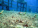 Crested Morwong (Cheilodactylus gibbosus ) - Dining Alone