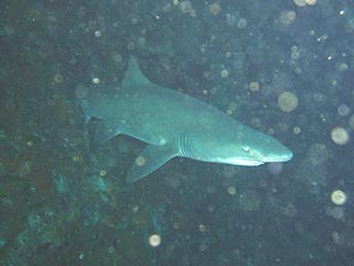 Grey Nurse, Fish Rock Cave