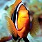 Agro Anemonefish
