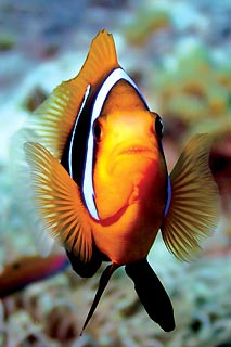 Agro Anemonefish